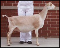 Forrest-Pride Milky's Legacy 1*M