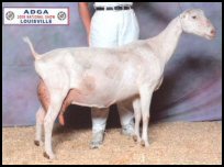 LaMancha milking dairy goat Forrest Pride